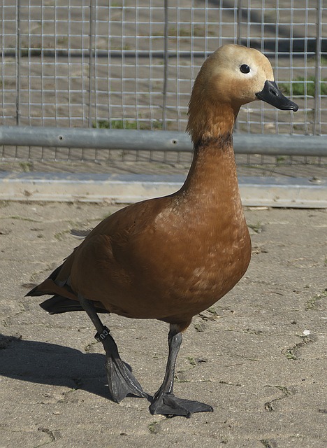 年代就建立